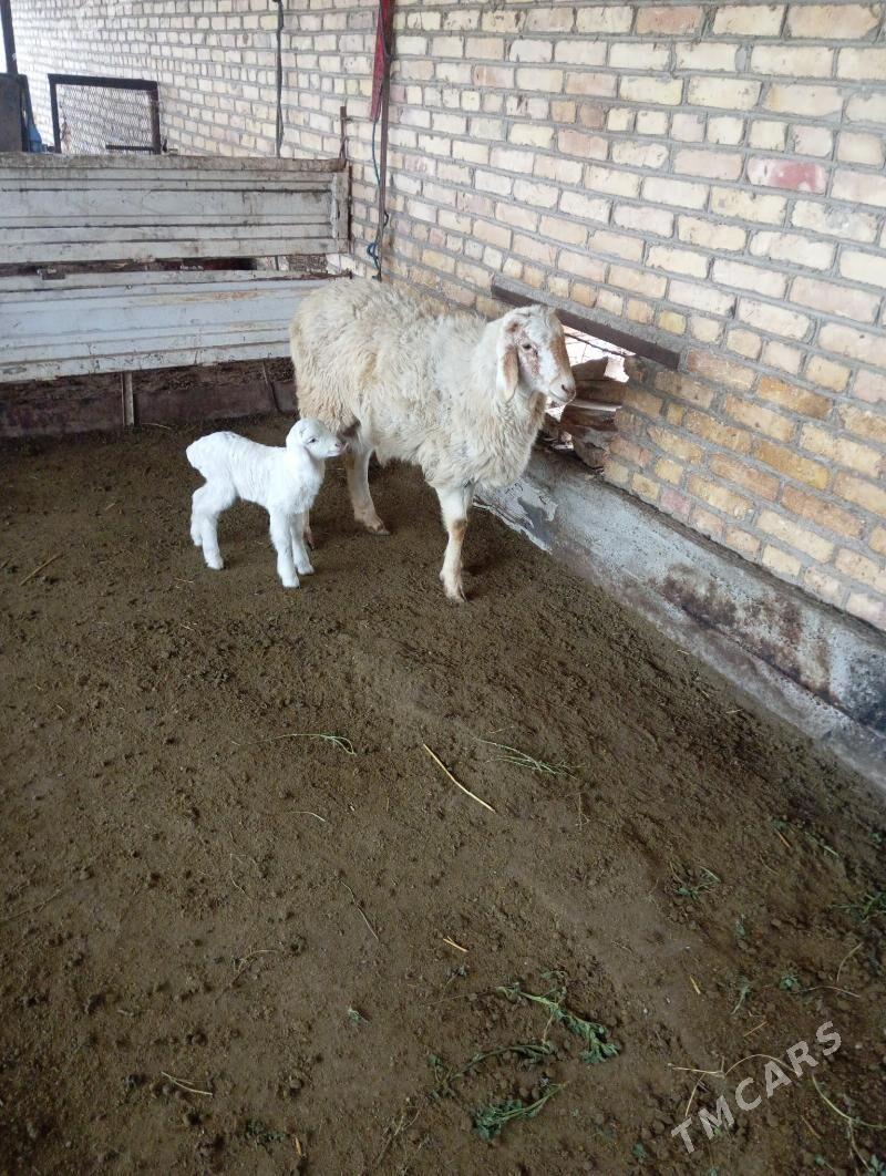 guzuly goyun - Чарджоу - img 1