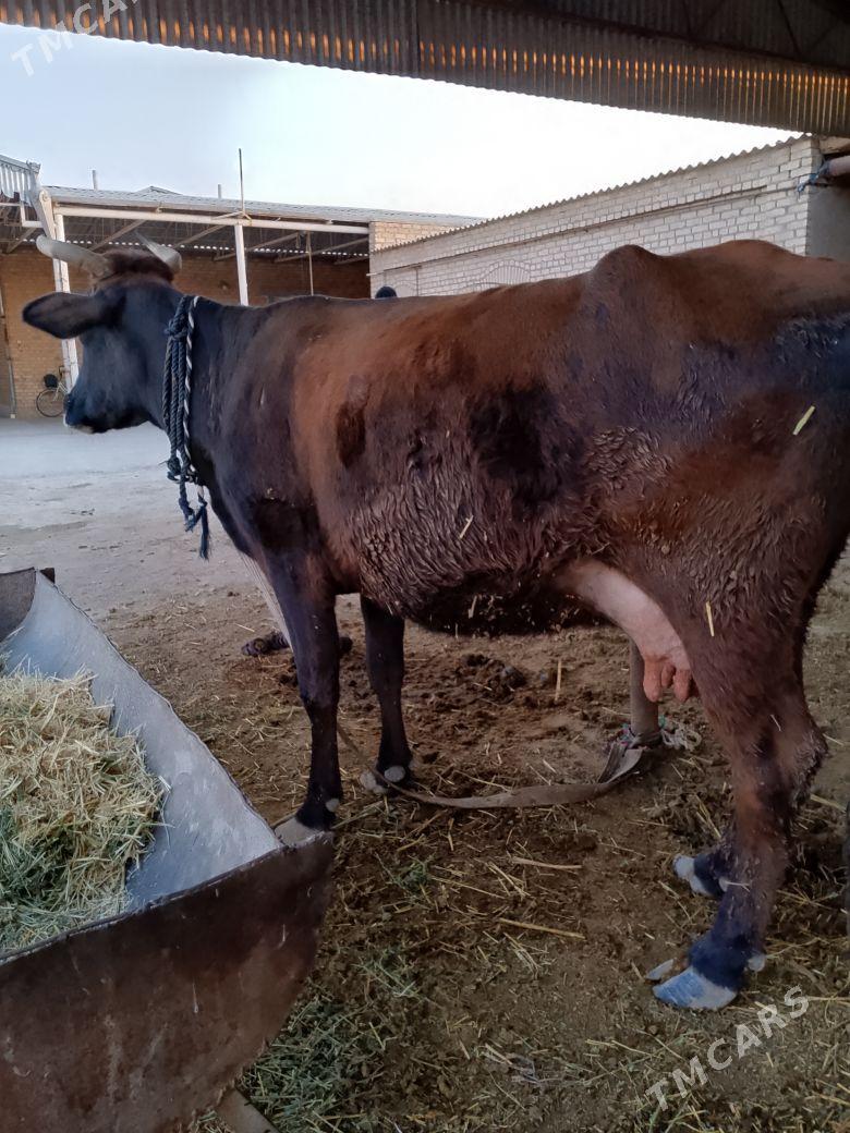 sygyr - Мургап - img 1