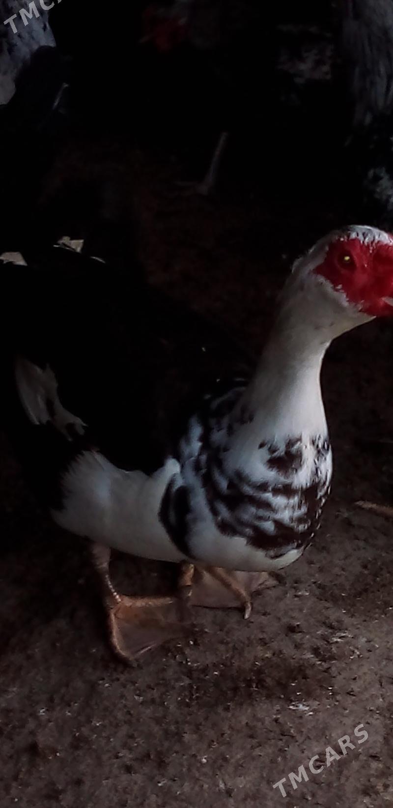 ördek - Туркменабат - img 1