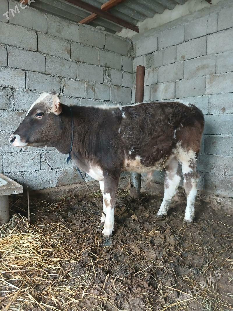 öküz - Gökdepe - img 1