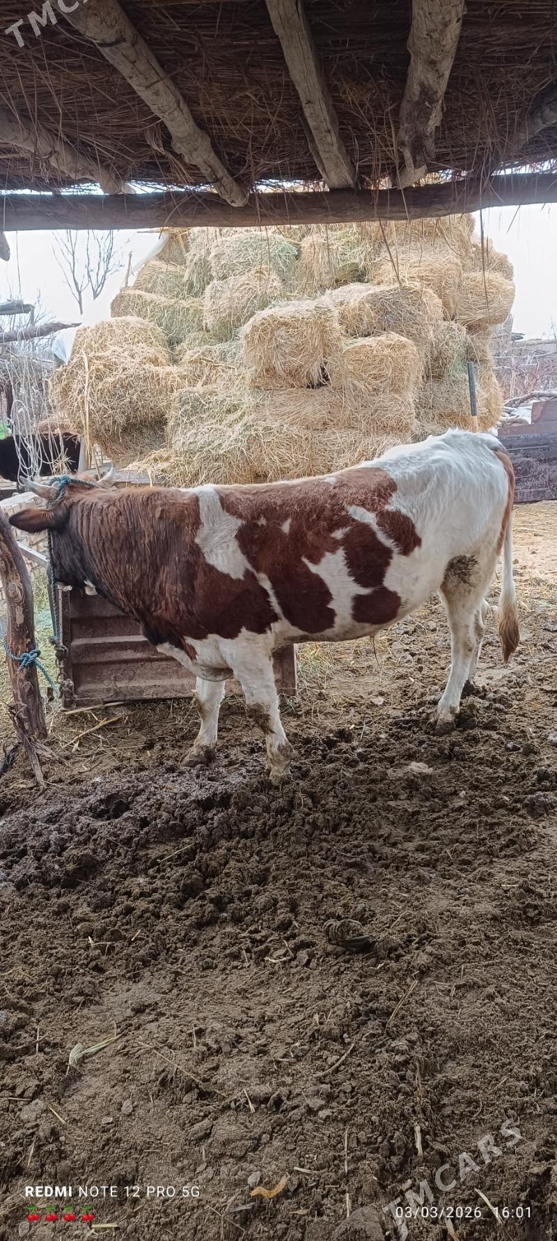 okuz - Сейди - img 1