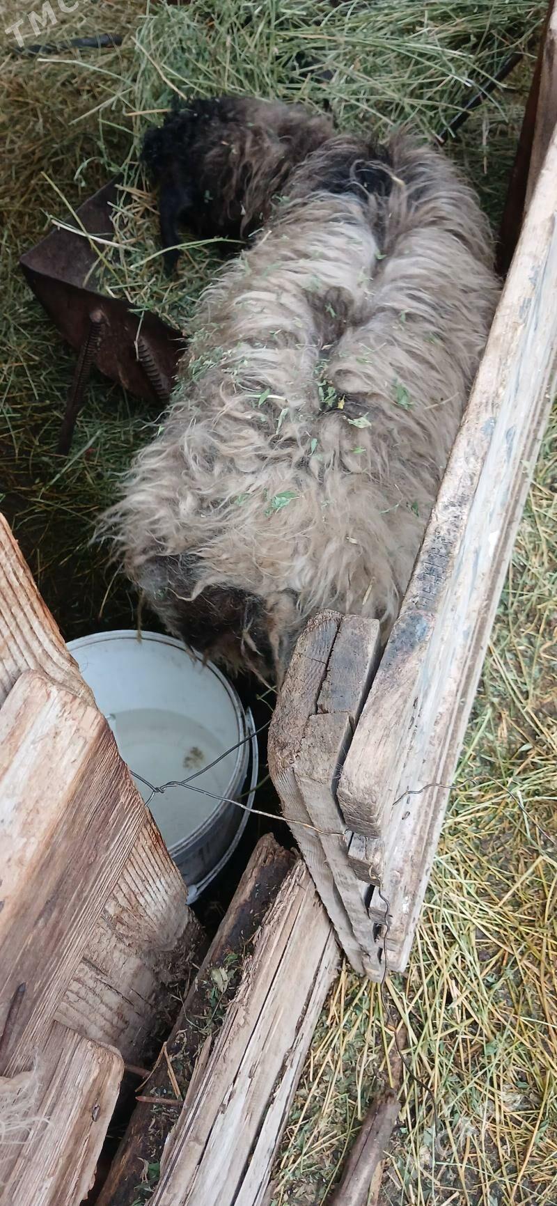 goýun - Кипджак - img 1