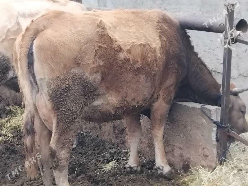 BAKYLAN SYGYR - Bäherden - img 1