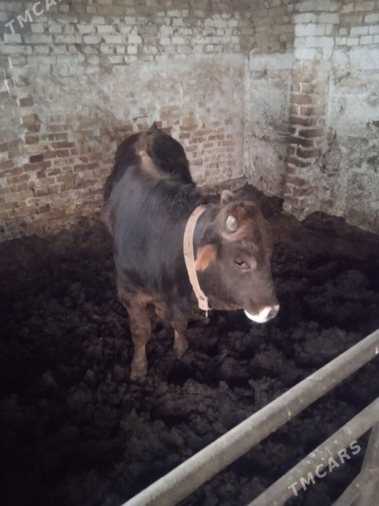 okuz - Hitrowka - img 1