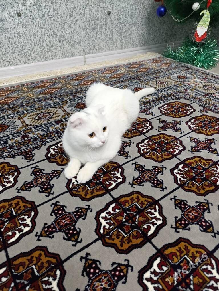 отдадим кошку - Mary - img 1