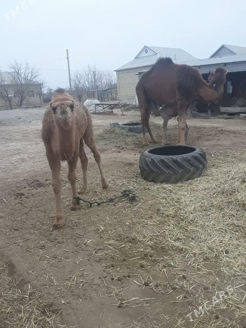 torum - Бабадайхан - img 1