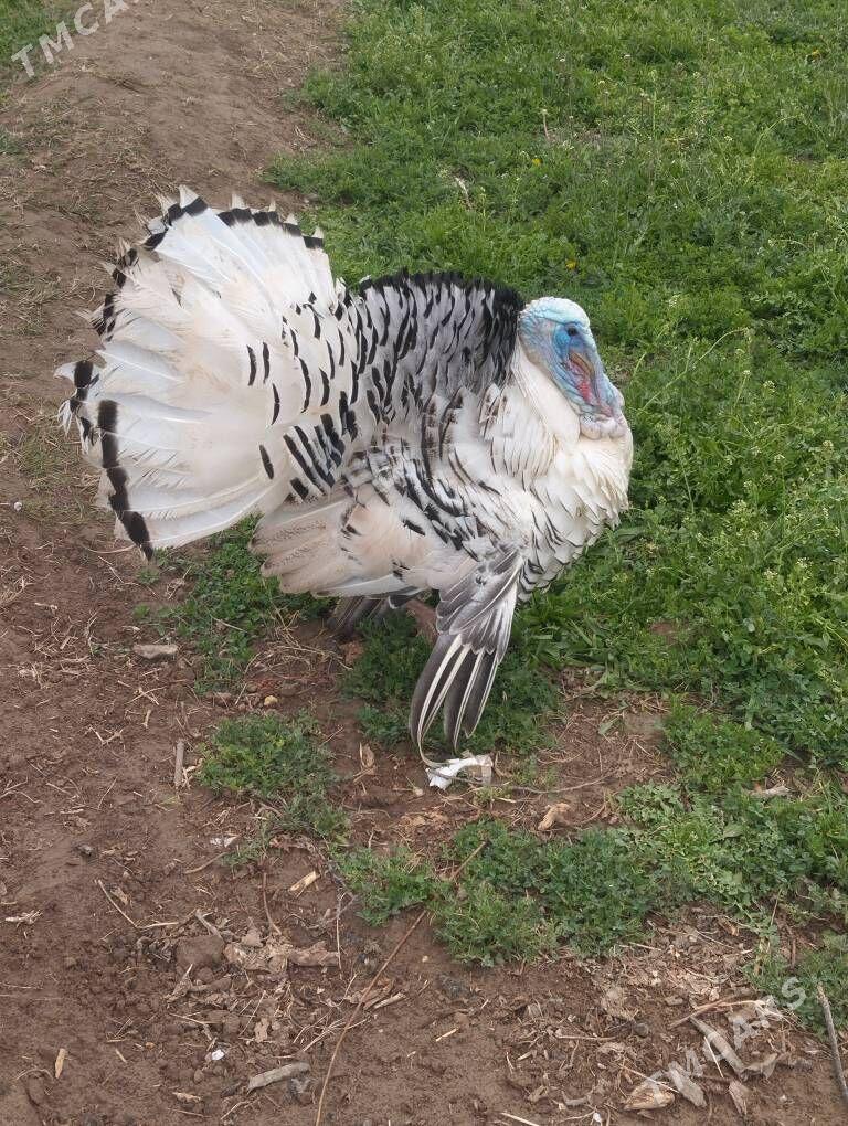 İnduk - Mary - img 1