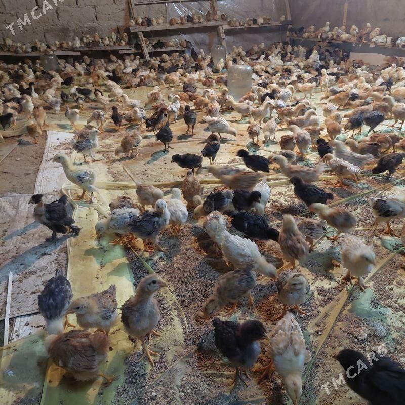 jüje - Gökdepe - img 1