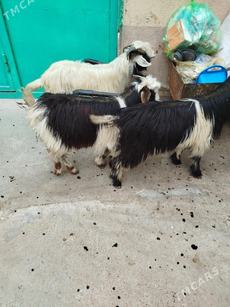 cebisler - Çoganly - img 1