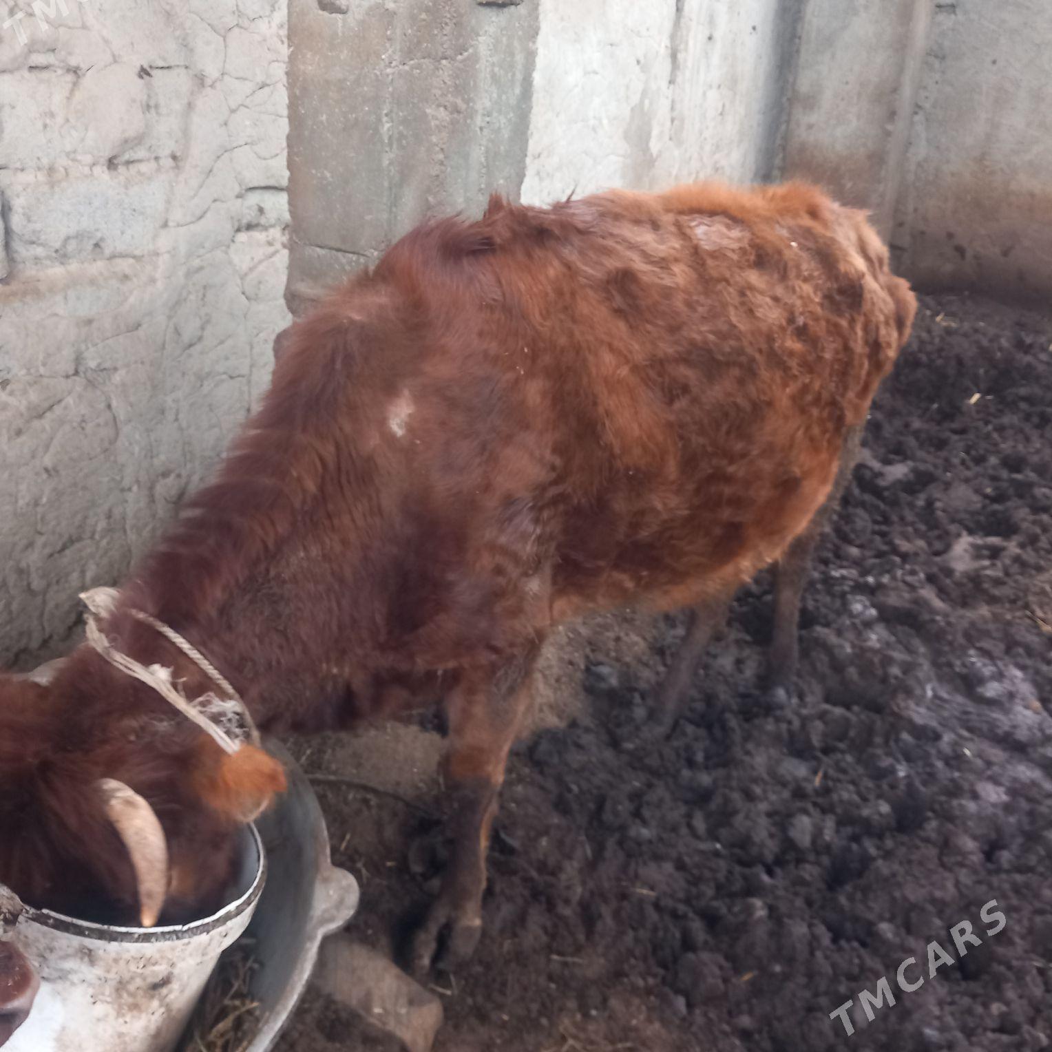 tuve. - Ak bugdaý etraby - img 1