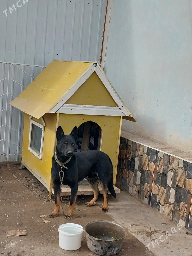 бельгийская авчарка - Köneürgenç - img 1