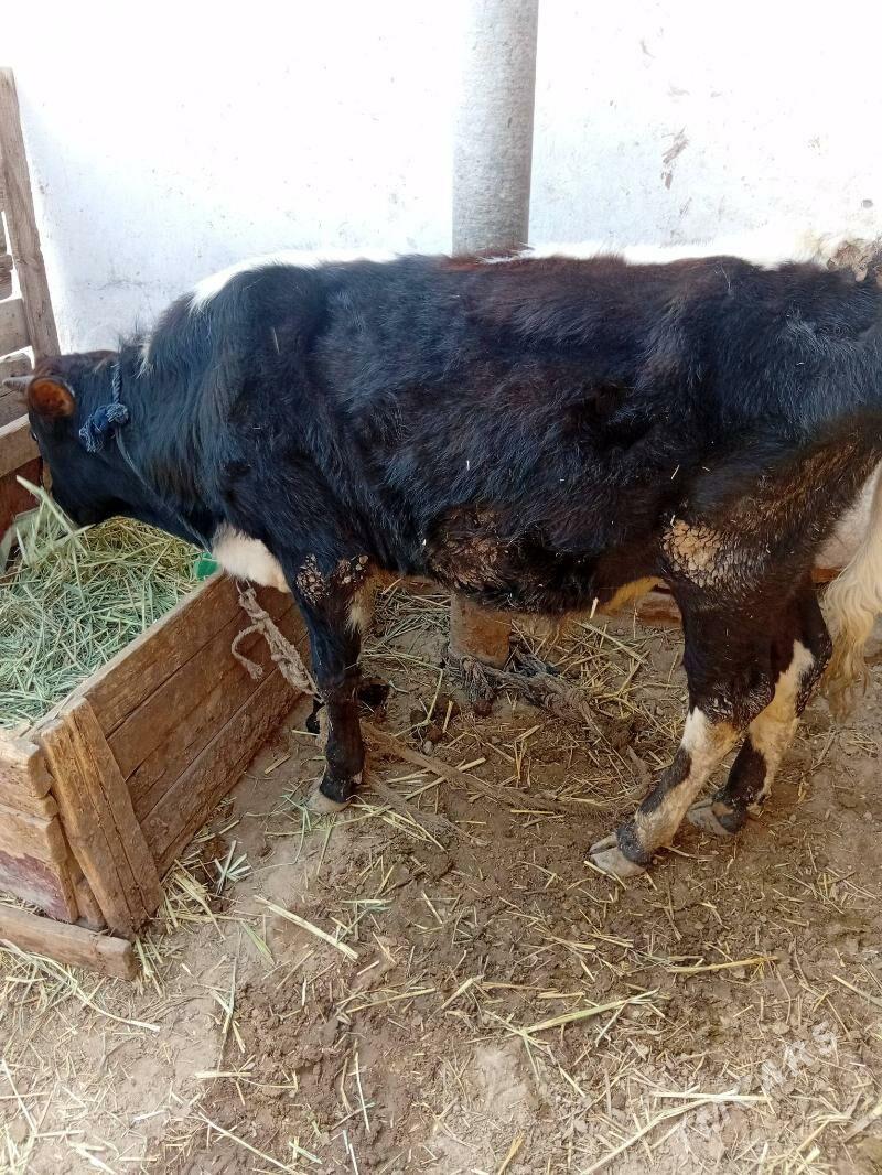 ŏkůz - Babadaýhan - img 1