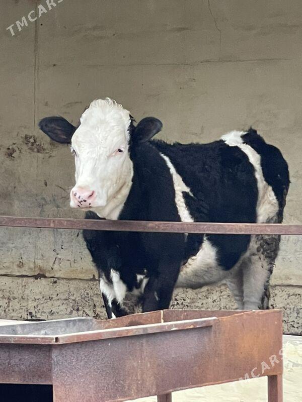 Arginal mallar - Aşgabat - img 1