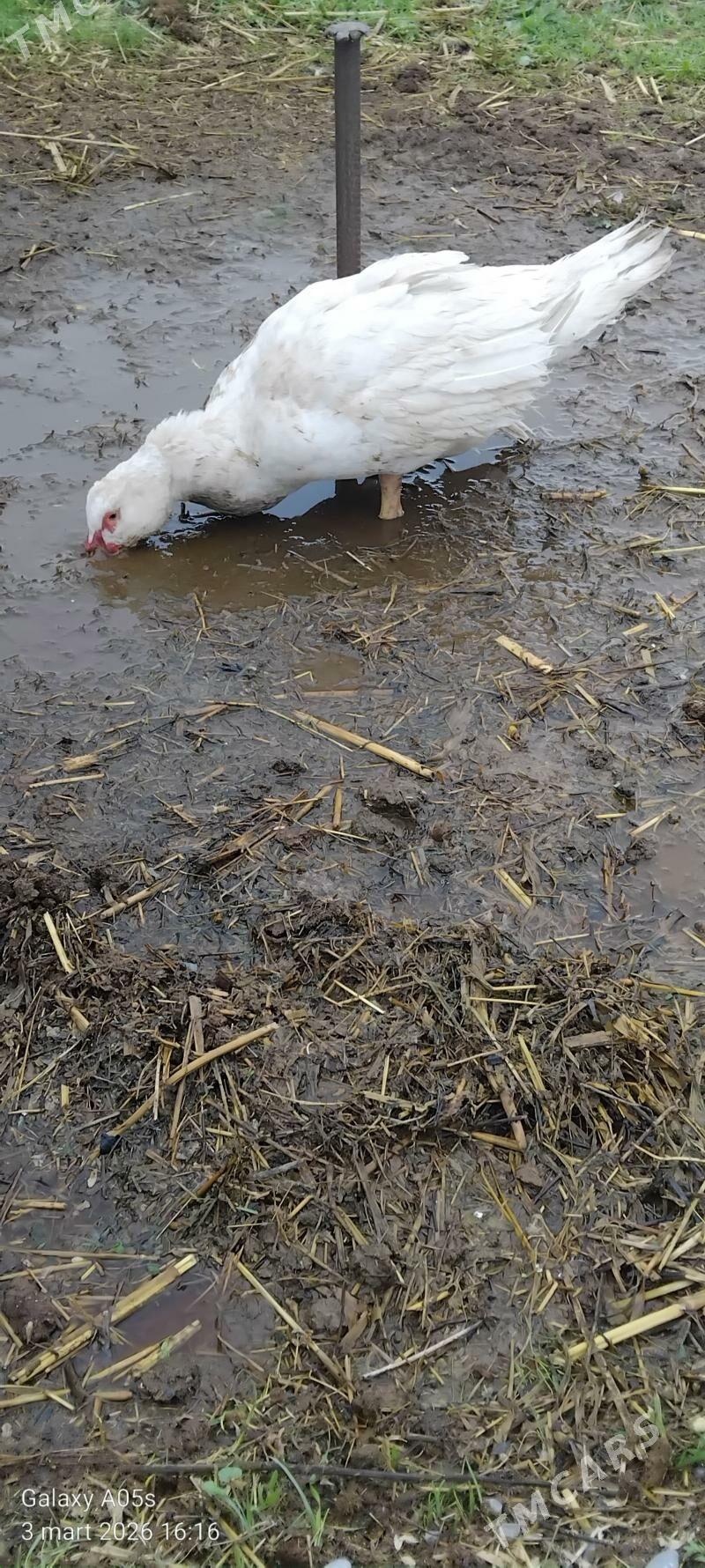 indautga horaz - Гёкдепе - img 1