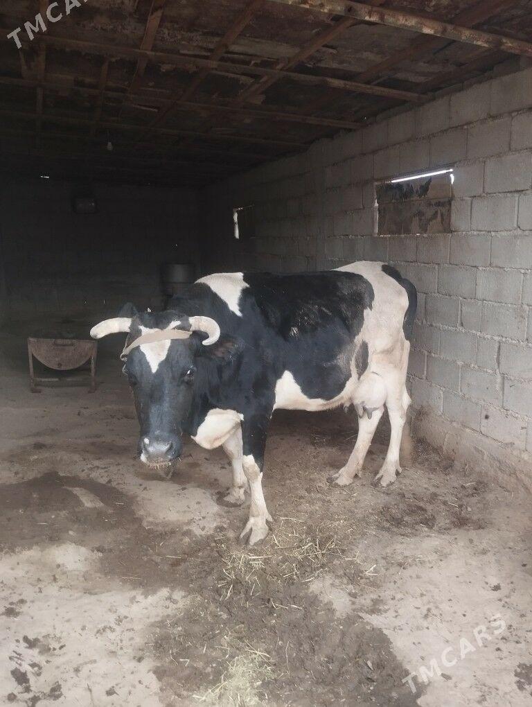 Sygyr - Ашхабад - img 1