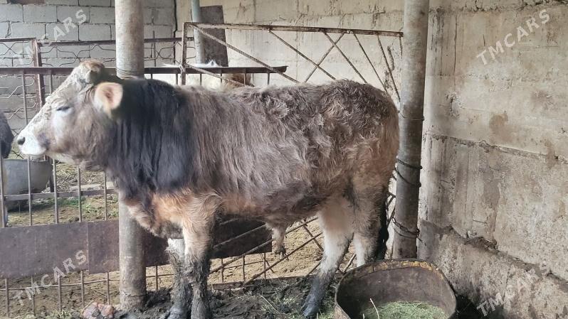 okuz - Ашхабад - img 1