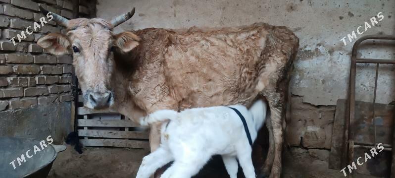 Gölölü sygyr - Теджен - img 1