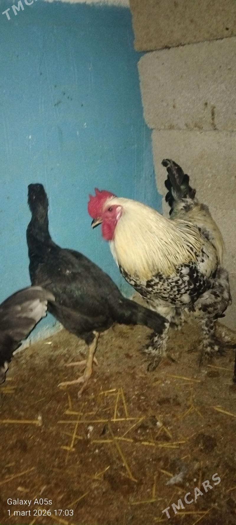 Guslar - Gökdepe - img 1