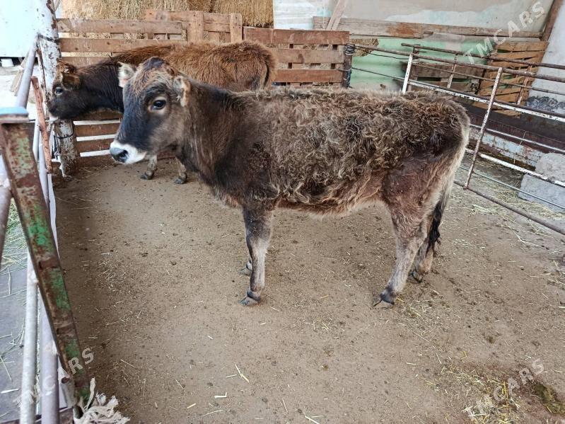 Göle şwet - Aşgabat - img 1