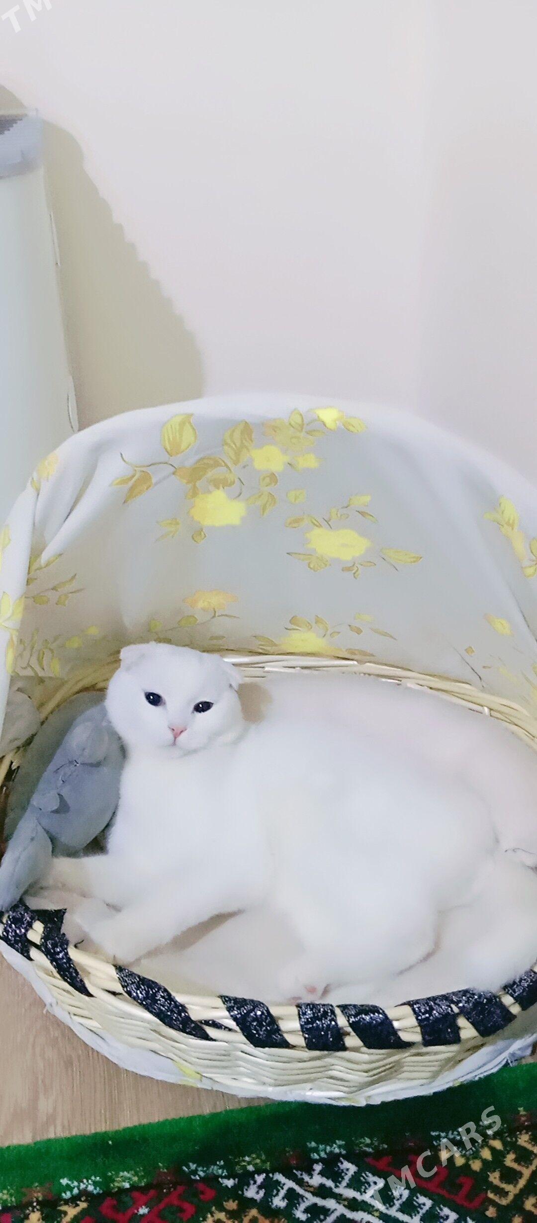 Şatlan pişik paroda - Аркадаг - img 1