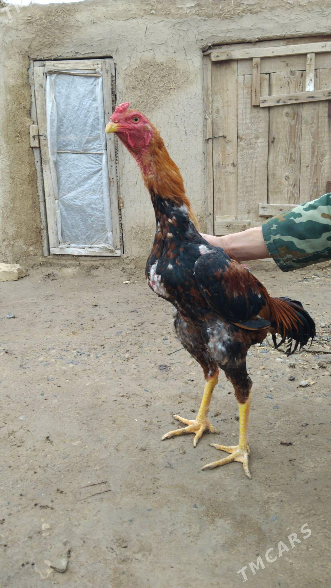 Bayes juyje - Baýramaly - img 1