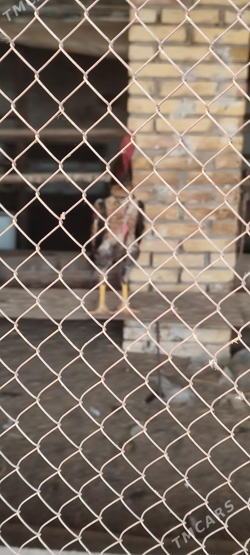 horaz - Чарджоу - img 1