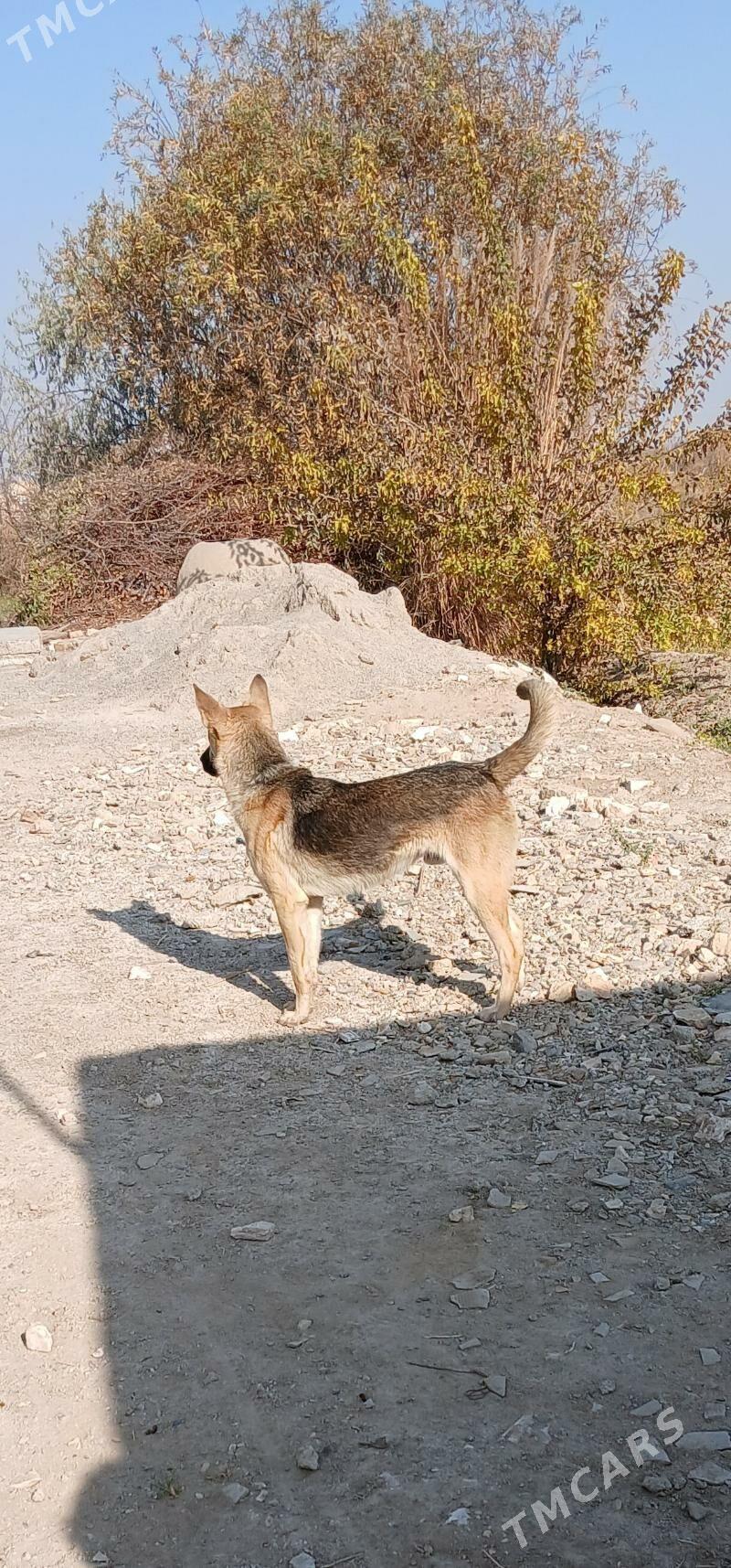 Awcarka - Сакарчага - img 1