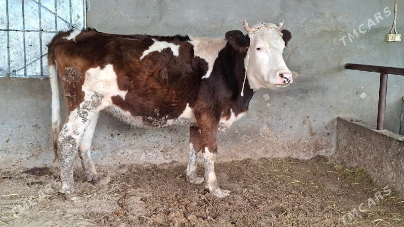 gibrit goleli sygyr - Büzmeýin - img 1