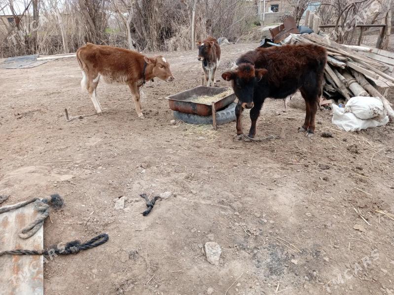 Őkuz we 2sany tuwe - Tejen - img 1