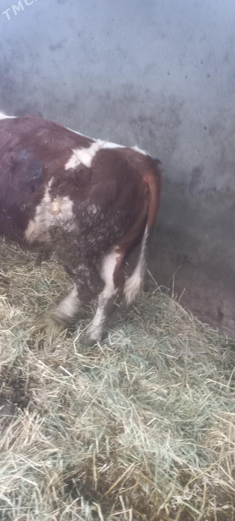 okuz - Aşgabat - img 1