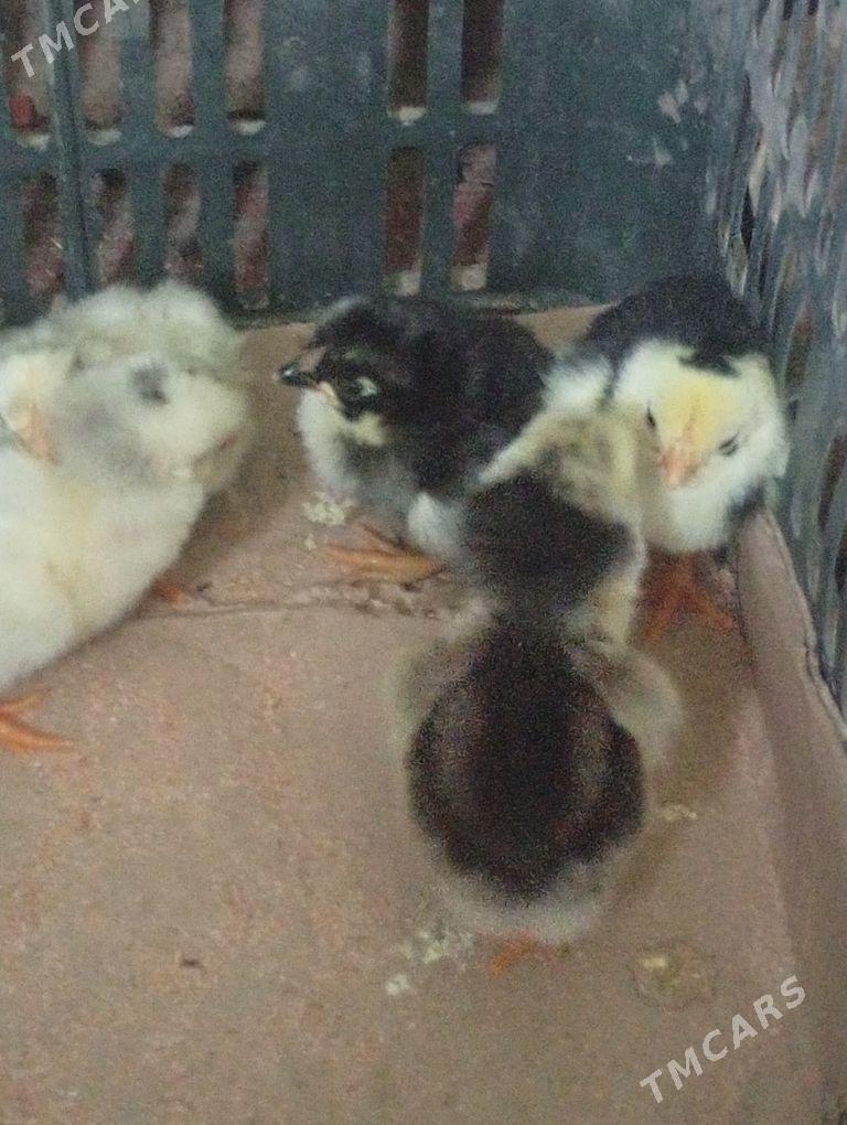 baýes - Байрамали - img 1