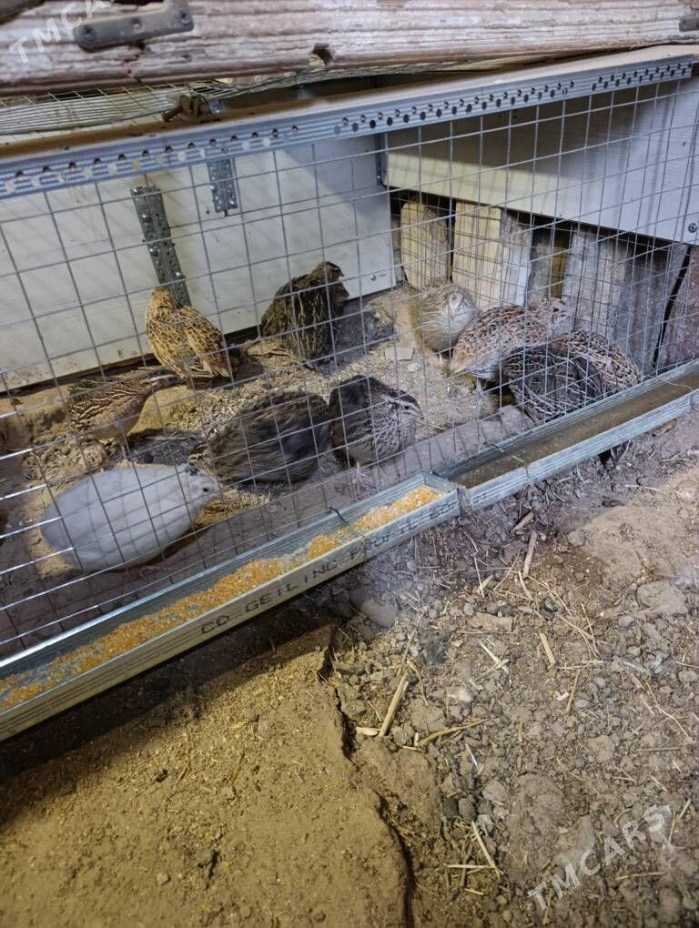 bedene - Гызыларбат - img 1