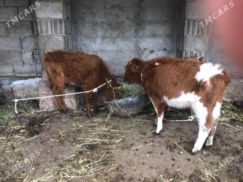 okuzce - Гарадамак Шор - img 1