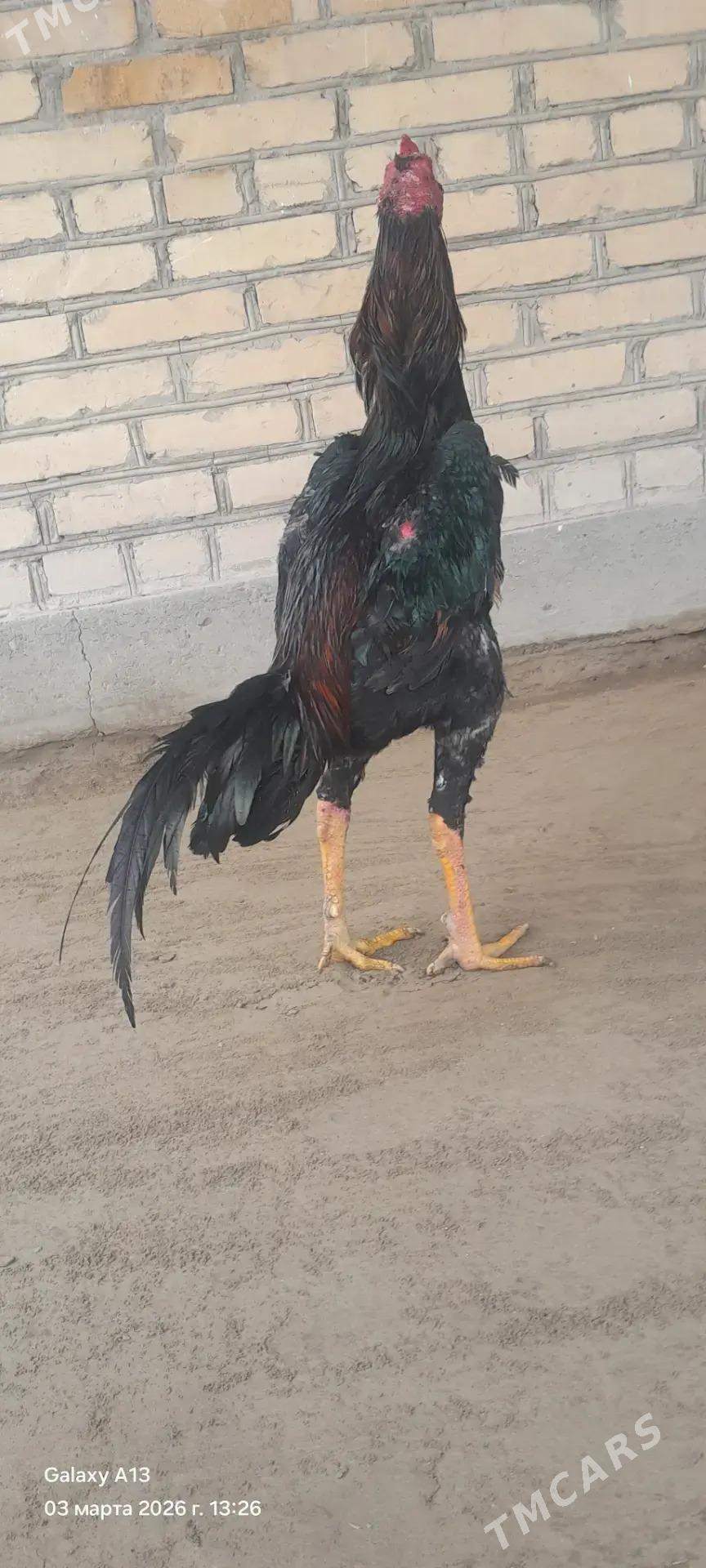 horaz - Саят - img 1