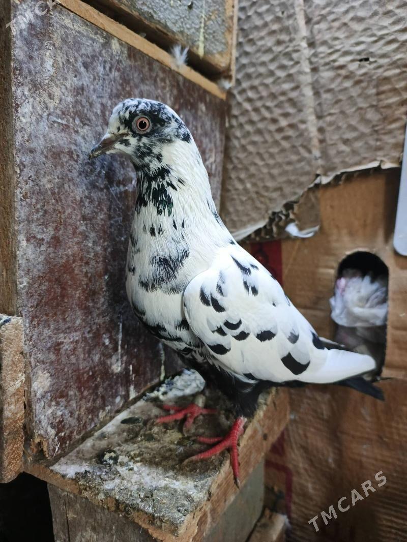 kepderi - Bagyr - img 1