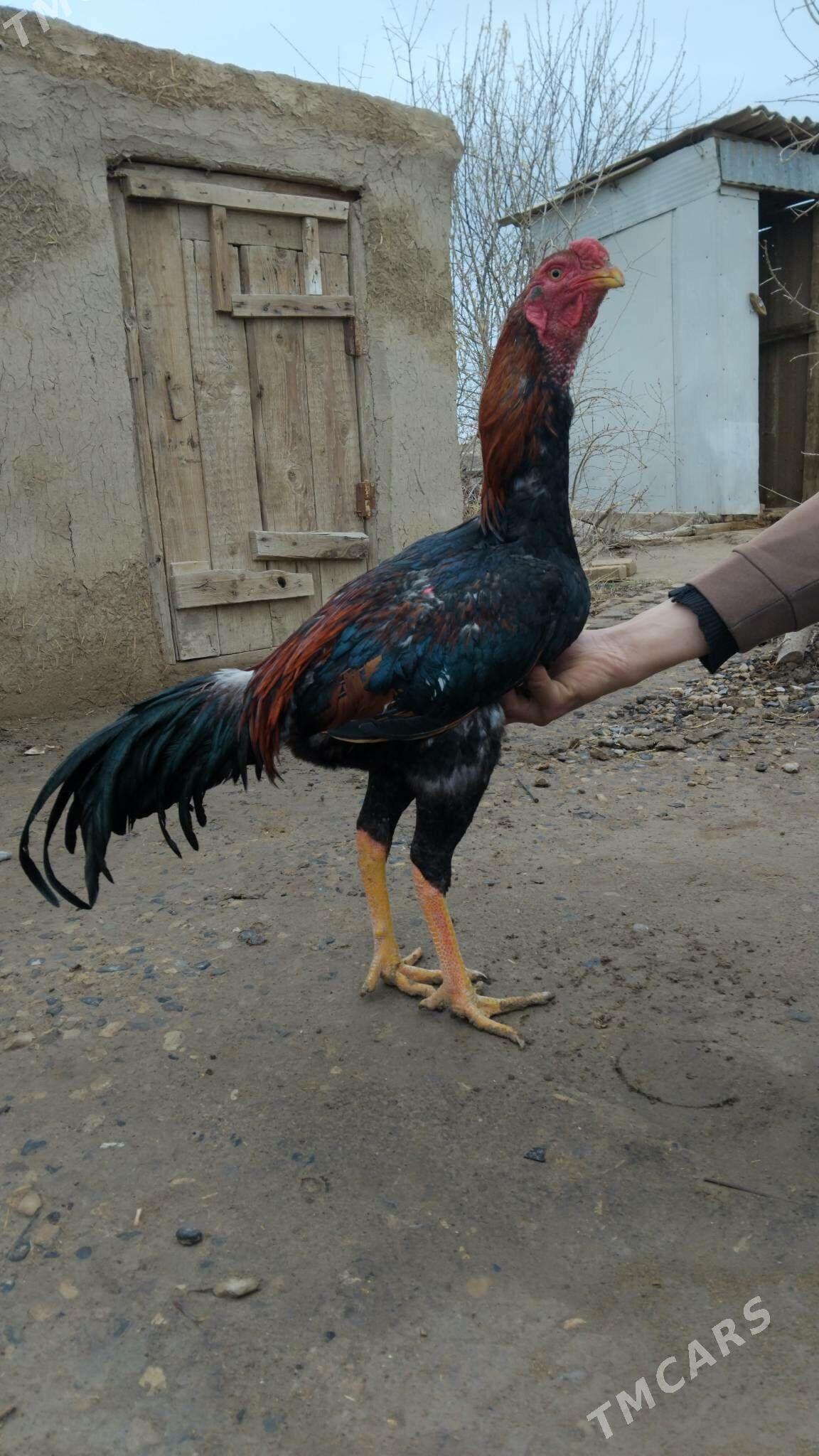 Bayes juyje - Baýramaly - img 1