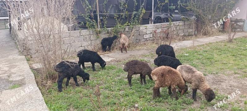 Tokly - Bäherden - img 1