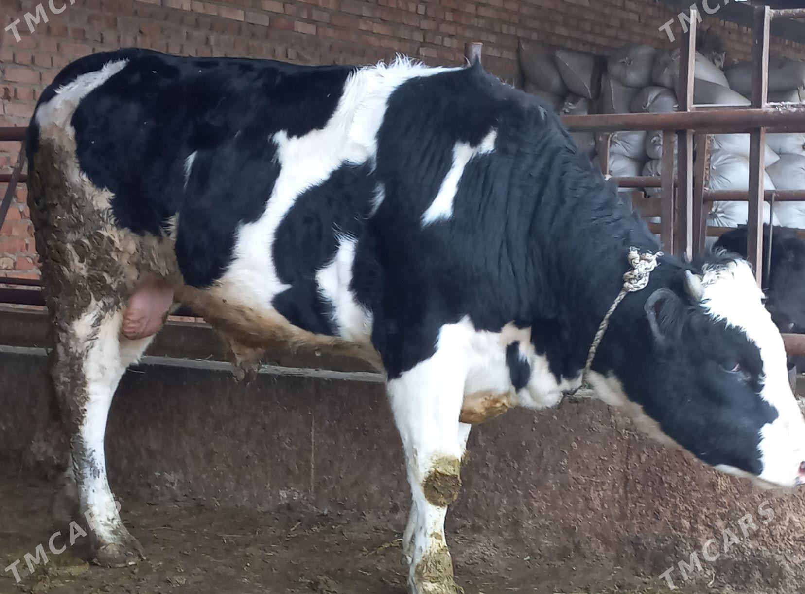 ÖKUZ - Бахарден - img 1