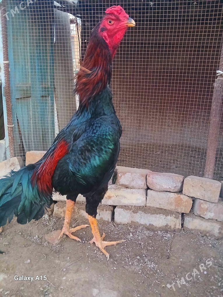 Ozbek horaz - Керки - img 1