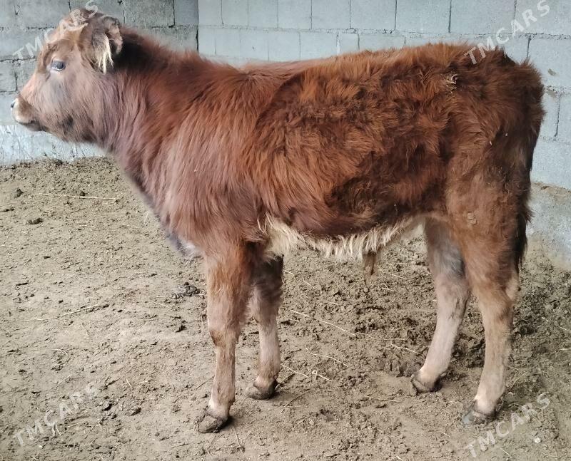 Okuz misga - Ашхабад - img 1