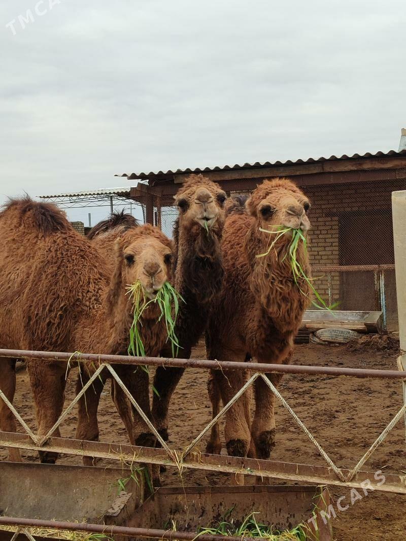 2 Yaşar kosekler - Байрамали - img 1