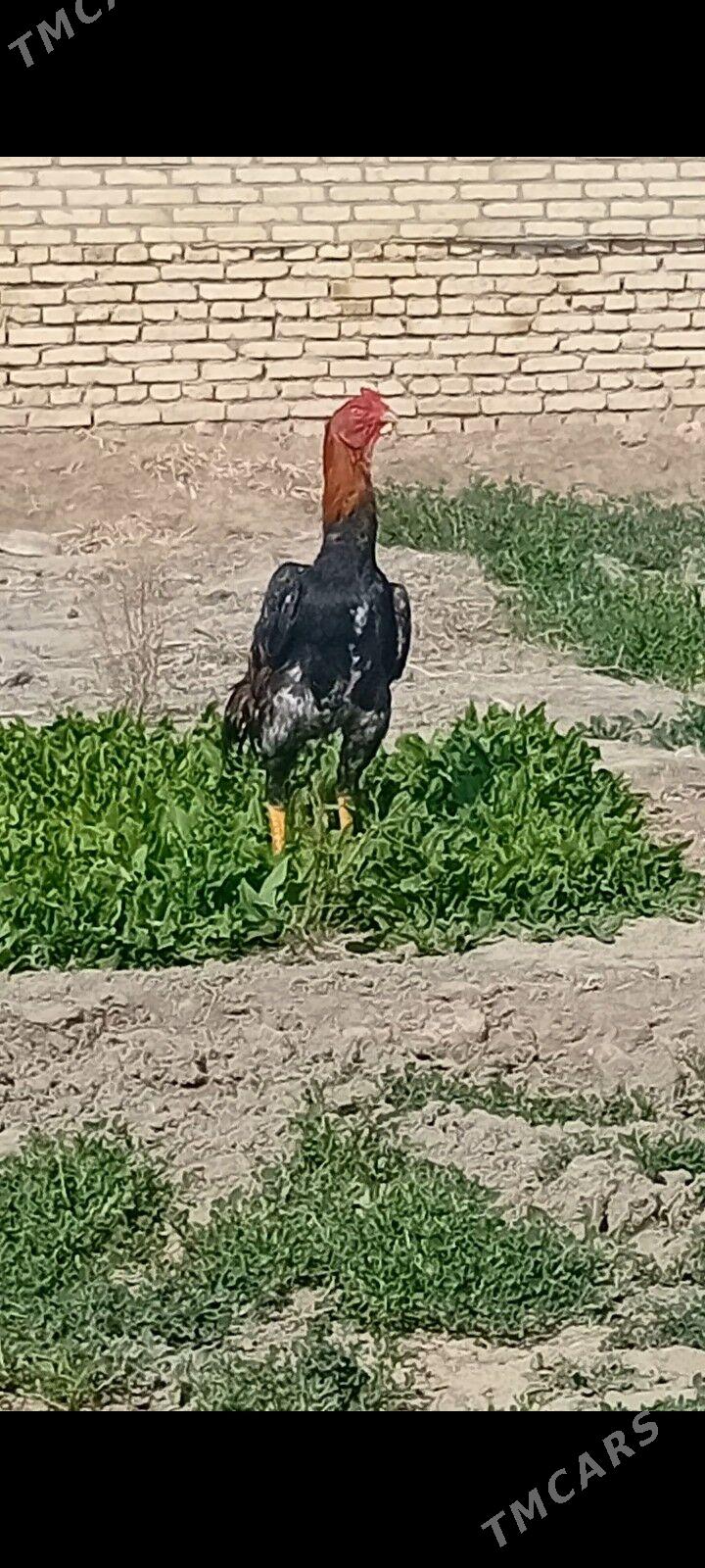 Bayes juyje - Байрамали - img 1