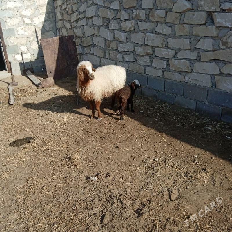 Guýun - Gumdag - img 1