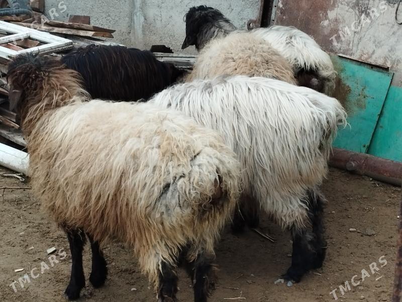 Işşek - Änew - img 1