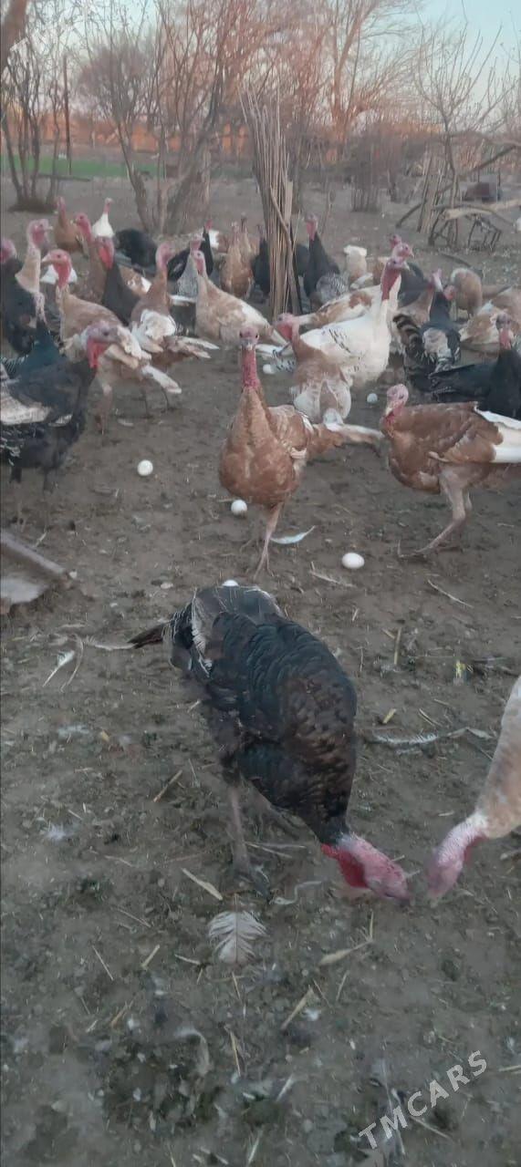 indyuklar - Tejen - img 1