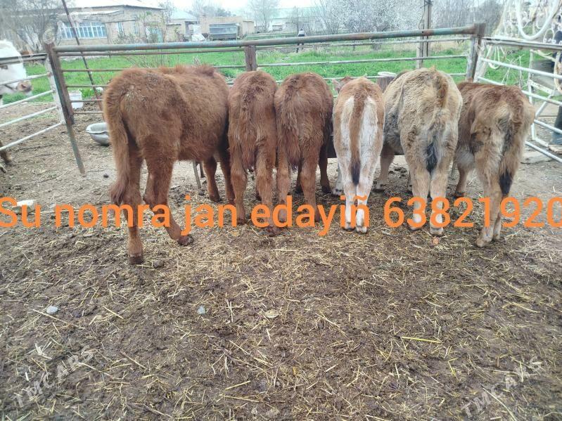 okuz gulajyn - Сакарчага - img 1