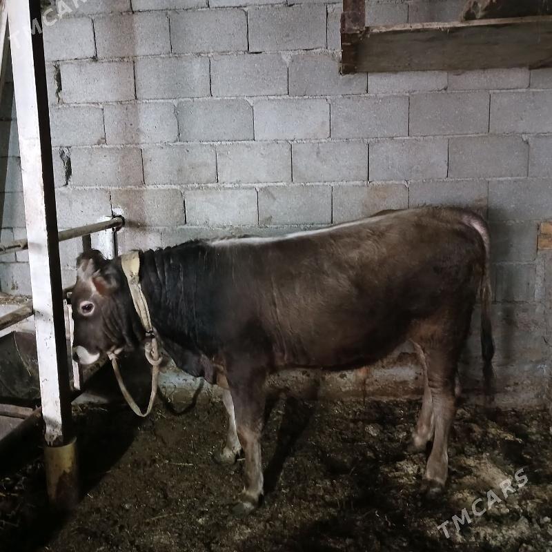 ÖKUZ - Büzmeýin - img 1