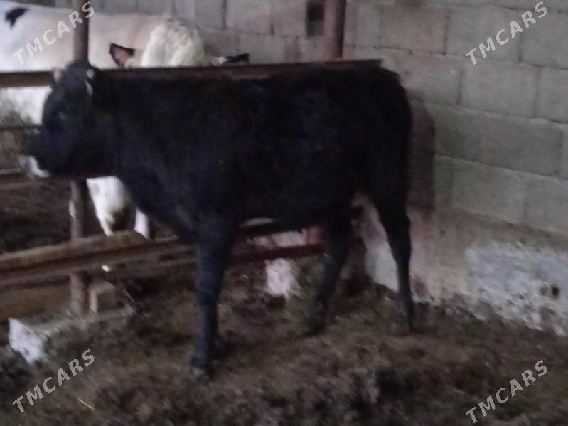 sifes okuz - Ашхабад - img 1