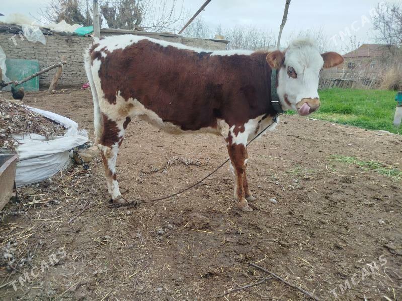 gulajyn - Сакарчага - img 1