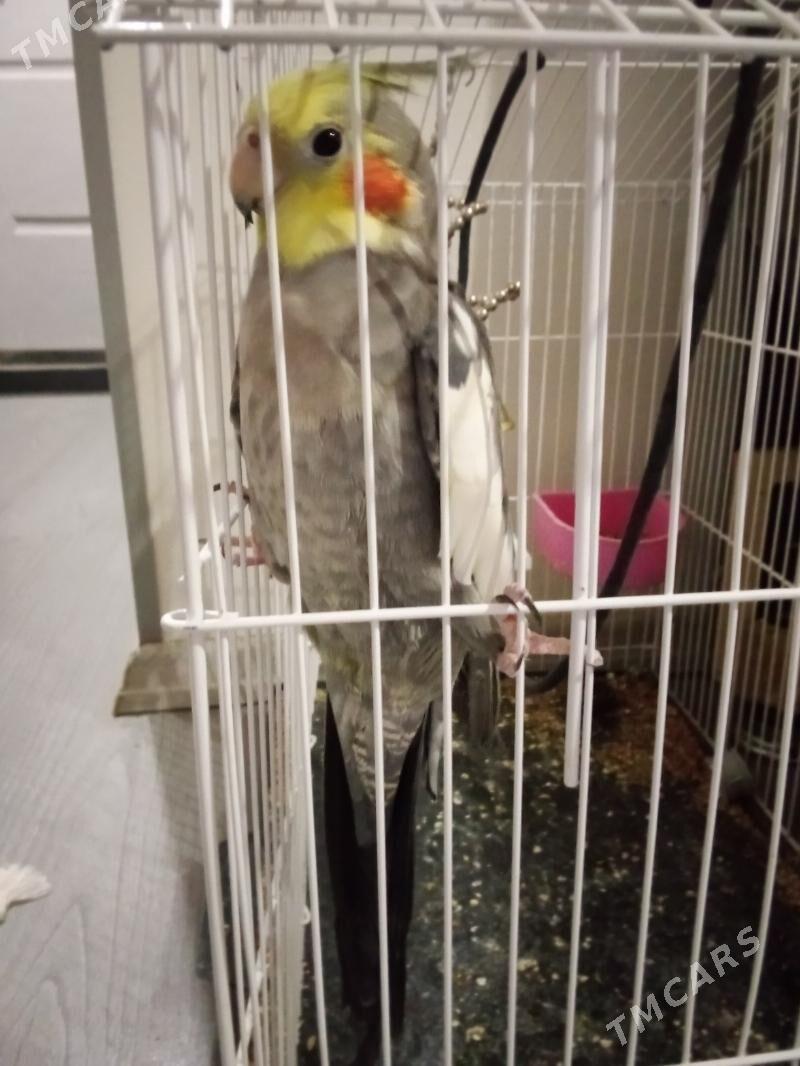 Попугай КОРЕЛЛА с клеткой - Türkmenabat - img 1